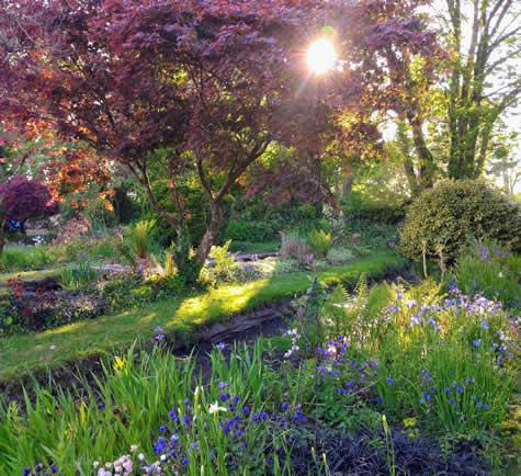 Copper Beech Tree in water garden