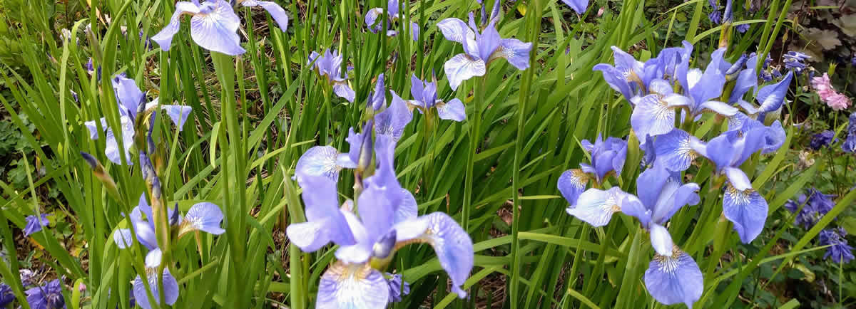 Garden landscape