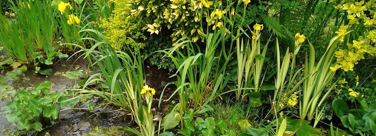 Pond in a garden landscape