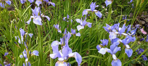 Garden landscape