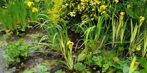 Pond in a garden landscape